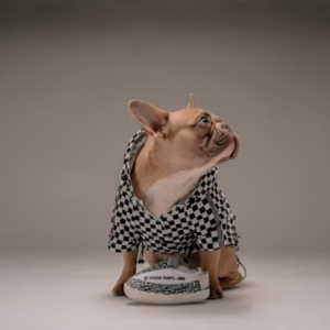 Modern Pet Feeding Station