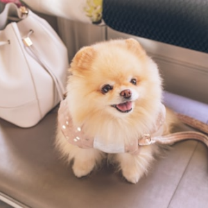 Luxury Wooden Pet Crate
