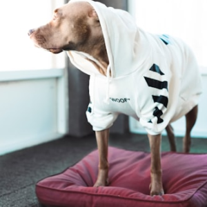 Stylish Pet Toy Storage Basket